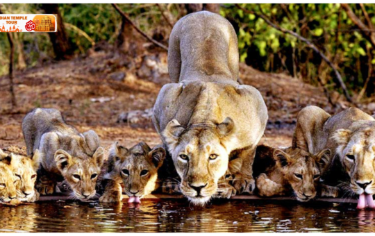 Gir National Park