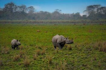 WILD CLOUDS – KAZIRANGA