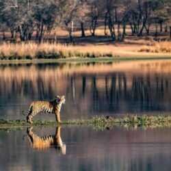 Ranthambore