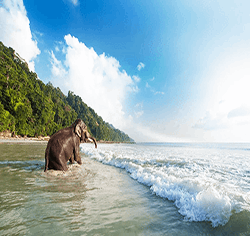 Andaman Honeymoon Packages from Mumbai