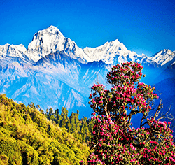 Nepal Tour Package from Dubai