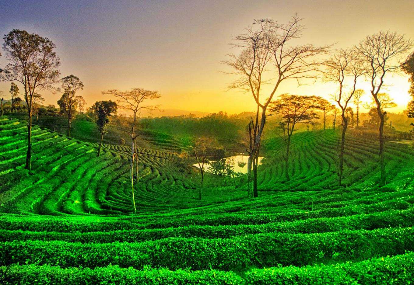 Assam Tour Package: Explore the Beauty of Northeast India