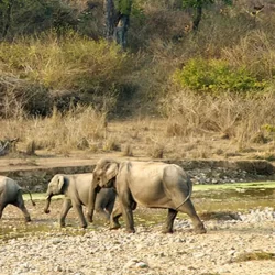 Govind Pashu Vihar Wildlife Sanctuary