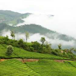 Coonoor