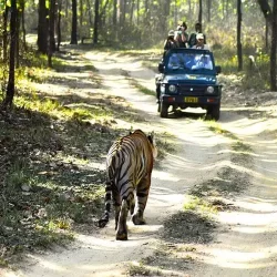Manas National Park Tour Packages