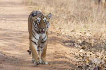 Tadoba Safari Booking Package