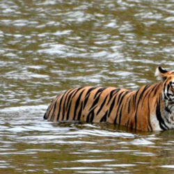 Tadoba National Park