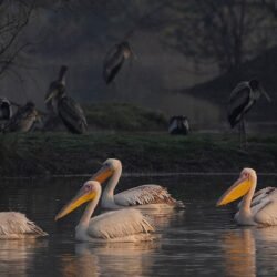 Bharatpur National Park