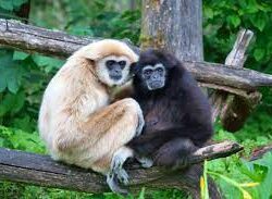 Hoollongapar Gibbon Wildlife Sanctuary Tour Packages