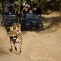 Bandhavgarh National Park Tour Package