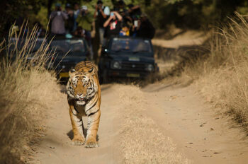 Bandhavgarh National Park Tour Package