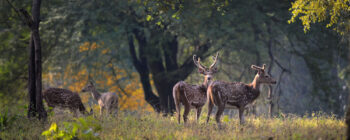 Satpura National Park Tour Package